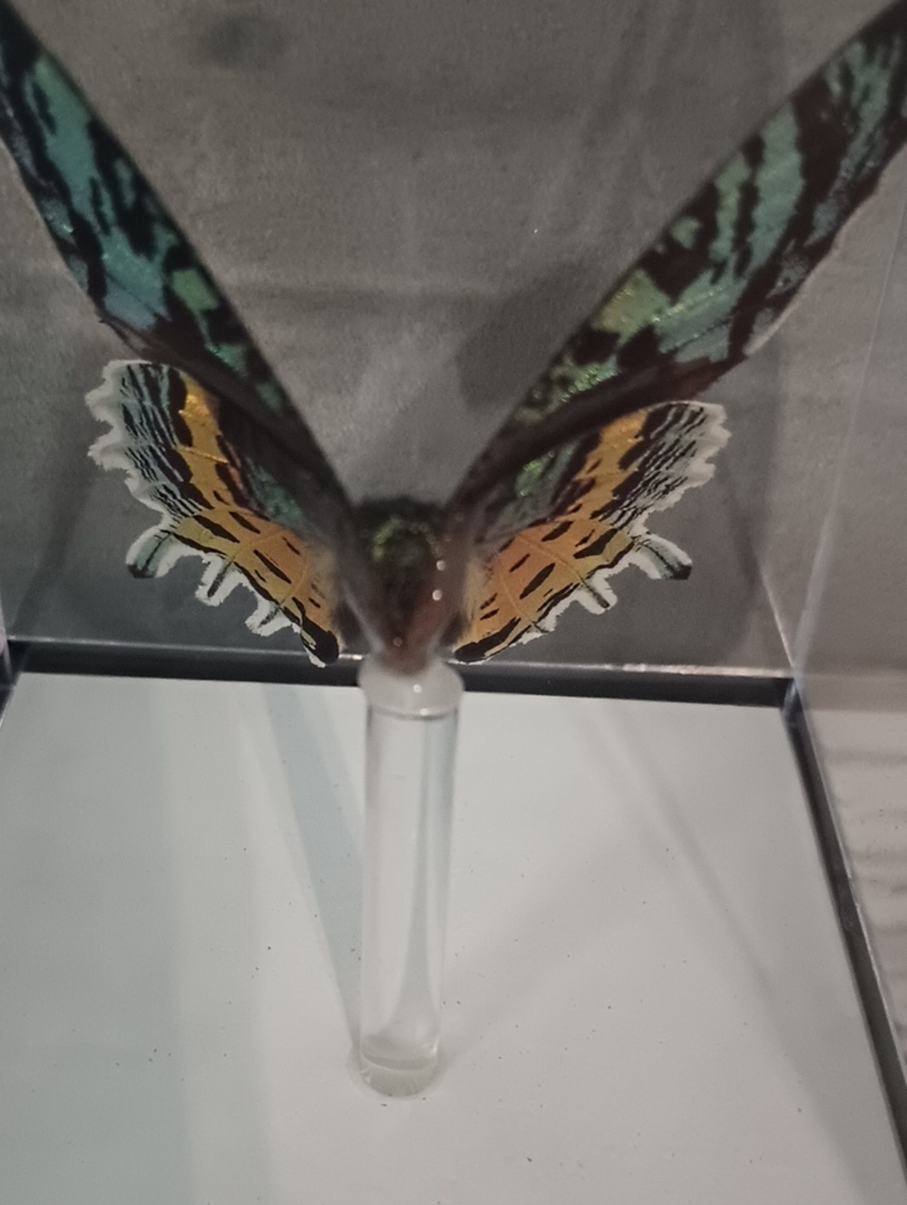 Butterfly Gallery Steve Alberanes Mounted Madagascar Sunset Moth 4*5 Box - Picture 5 of 7